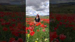 🇪🇦 Andalucia, Spain #poppy #poppyflower #flowerfield #flowerfields  #andalucia #spain