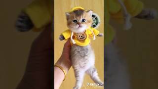 Cute cats compilation pt 3 #comedy #cute #catshorts #catlover #funny #animals #viralvideo #foryou