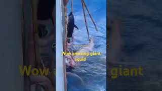 WOW AMAZING GIANT SQUID #fishing #mandaragat #fish #squid