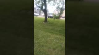 Baby Deer with Spots in Hamilton Ohio- Jacob Lenhoff Tours Hamilton Ohio