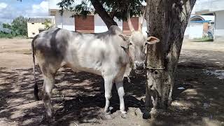 anantapuram bulls market@andhra-bulls456