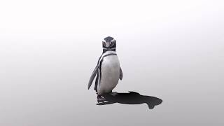 Low Poly 3D Magellanic Penguin preview