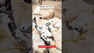 Retteri Market 05.10.2024|Medium Size Sheep |#2024 #sheep #goat #chennai #india #shorts #reels