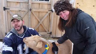 Ballston Lake Goats Predict the Super Bowl