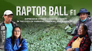 Impressive Hybrid Cabbage Seed Variety | Cabbage Farming | Raptor Ball