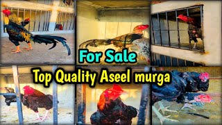 Best Quality Aseel murga Step 😍 Aseel murga shoq 😱 Aseel murga for sale || Umair Pets Vlogs