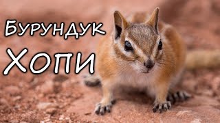 Ешь, люби, беги: жизнь бурундука