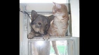 😺 Ну куда ты лезешь?! 🐶 Смешное видео с собаками, кошками и котятами! 🐱