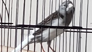 Energetic canaries singing training video