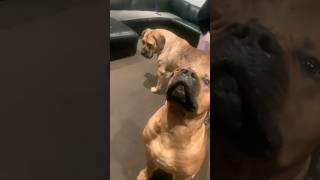 Boerboel Life , Expect the Unexpected #shortvideo #shortsfeed #funny