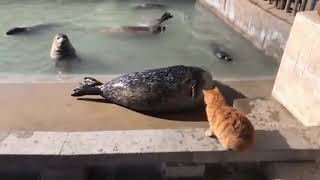 Cat slaps a seal