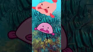 The Blobfish Is NOT Ugly 🐟🤔 (here's why) #viral #shorts