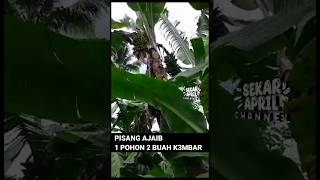 POHON PISANG BERBUAH KEMBAR, AJAIB dan LANGKA