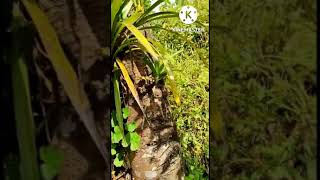 Dendrobium Nobile in nature#shorts #youtubeshorts #orchid #dendrobium #nobile #species #wildorchids