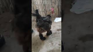 gallina con zapatos)