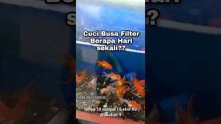 Cuci rutin Filter Aquarium