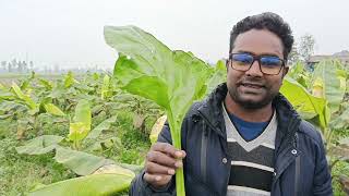 सभी टॉनिक फेल है इसके आगे 🤣 Bayer Syngenta सब भूल जाएंगे #farming #plantgrowthpromote @SmartKisan