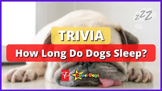 Trivia! How Long Do Dogs Sleep?