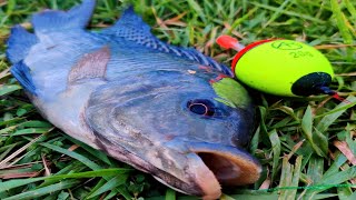 Tilapia Fish Catching With Tiggi |Tilapia  Fishing | Unique Fishing Method | Fishing Express video🎣