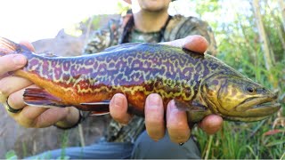 Fly Fishing for TIGER TROUT in Utah!