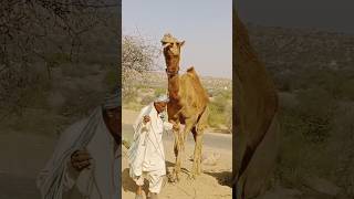 The most beautiful camel in the desert in its mastiأجمل الجمل في الصحراء في ماستي