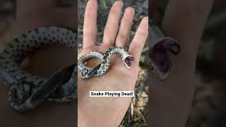 Snake Plays Dead!☠️