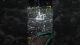 Rain sounds for sleeping no thunder shorts Free Footage no Copyrigt Video