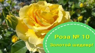 Роза № 10. Золотой шедевр! . Питомник растений Е. Иващенко