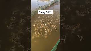 Akala ko baby ducks? gold fish daw, ano Sa tingin ninyo? Salamat Sa Comment