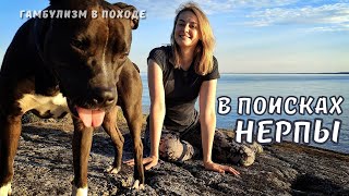 5 дней на Ладоге | Поход на байдарке с собакой