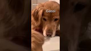 Die Dawgs gehen Gassi #lustig #witzig #funny #tiere #animals #meme #lachen #happy #2homiedawgs