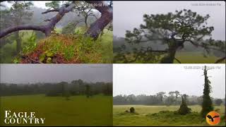 10 09 24 Eagle Country nest in hurricane Milton