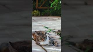 Cats and Kittens Meowing Compilation. #short