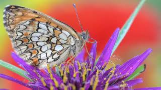 VIDEO MACRO MELITAEA SUL FIORE