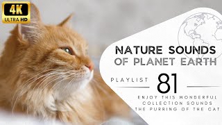 2hours of pleasant natural sounds - the purring of the cat.