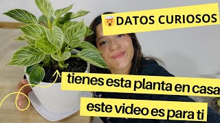 No sabes como cuidar tus plantas? Te enseño y te cuento datos curiosos🌿