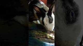 Black & White Rabbit eating Kalmi sak🐰🐇#viralvideo#funny#ytshorts#comedy#rabbit@BirdsLifestyle-j8z