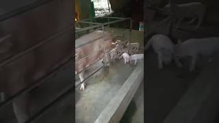 Naglalaro ang mga Biik #viral #shorts #trending #shortvideo #countryside #piggery #backyardfarming