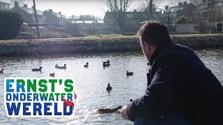 EENDJES voeren, wat doet dat met de waterwereld? #7 Ernst's OnderWaterWereld