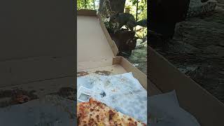 Squirrel Comes In To Join The Pizza Party!