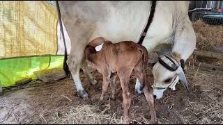 New born Male Calf at My Cousin Home #motherlove #desicow #gowmata