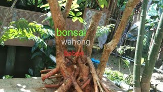 mencari bonsai di hutan rimba