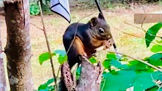 Red Squirrel Having Fun With a Pine Cone / Вкусная Шишка Для Белочки