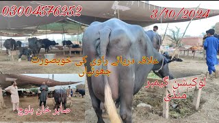 Noor shah ki khubsurat jhotia for sale Okara Animal TV 3/10/2024 03004576252