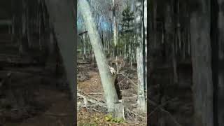 A Great Pyrenees running