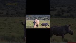 Foolish Hunting In Sensitive Time! Mad Rhinos Brutally Murdered Lions Because Of Their Har...