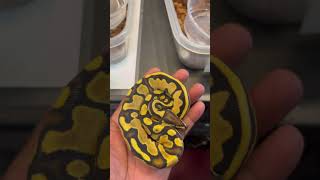 Beautiful Balls #ballpython #snakelovers #royalpythons #reptiles #trending #beautiful