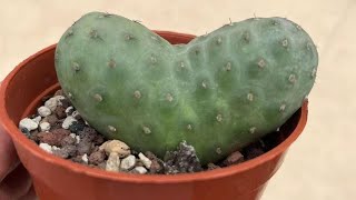 1/15/24 korean imported $ rare cactus for sale: enjoy your long weekend 🌵❤️😊