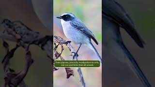 Birds at Vaidyaratnam Vrindavan Ayurveda Chikitsalayam | Himachal Pradesh