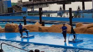 SEA LION SHOW @ MANILA OCEAN PARK